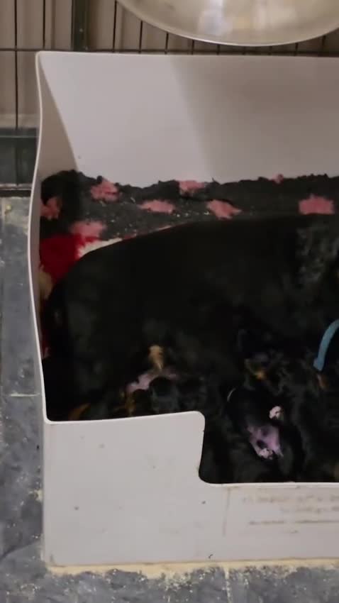 Cockapoo dogs for sale: F1 Cockapoo puppies ready to view licenced - Video 1