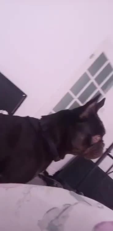 French Bulldog dogs for sale: French bulldog  - Video 1