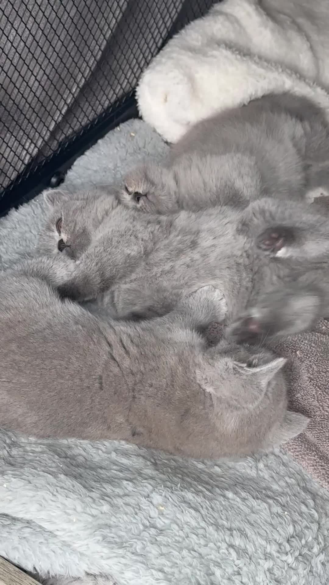 British Shorthair cats for sale: Blue British short hair babies for sale  - Video 2