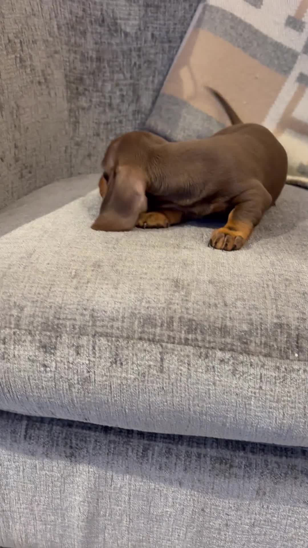 Miniature Dachshund dogs for sale: Quality health tested mini smooth dachshund pups  - Video 2