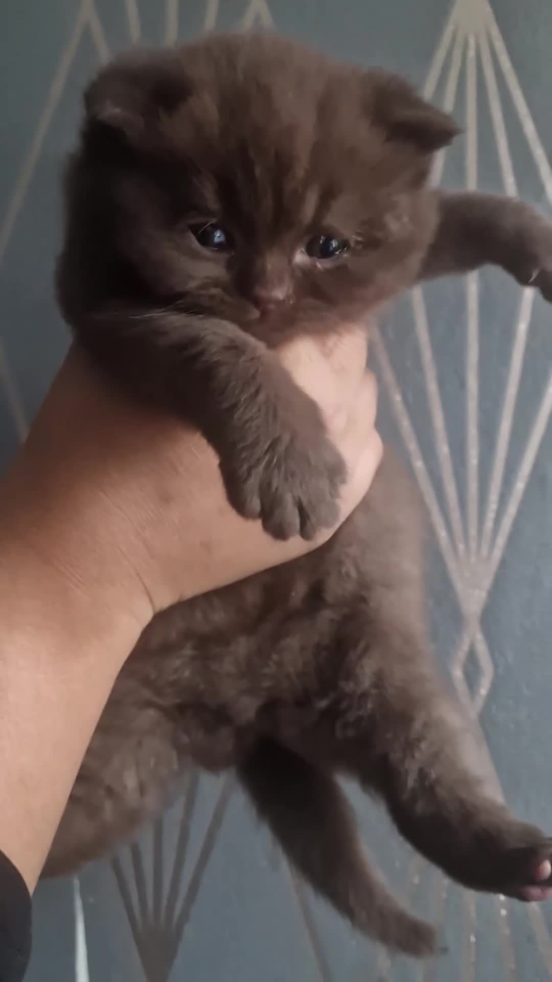 British Shorthair cats for sale: GCCF British shorthair kittens - Video 1