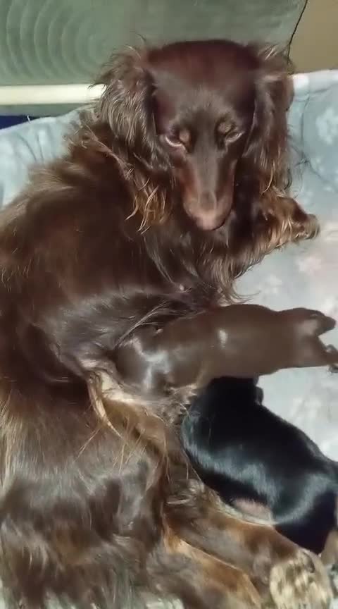 Dachshund dogs for sale: Miniature longhair dachshund puppies kc reg - Video 1