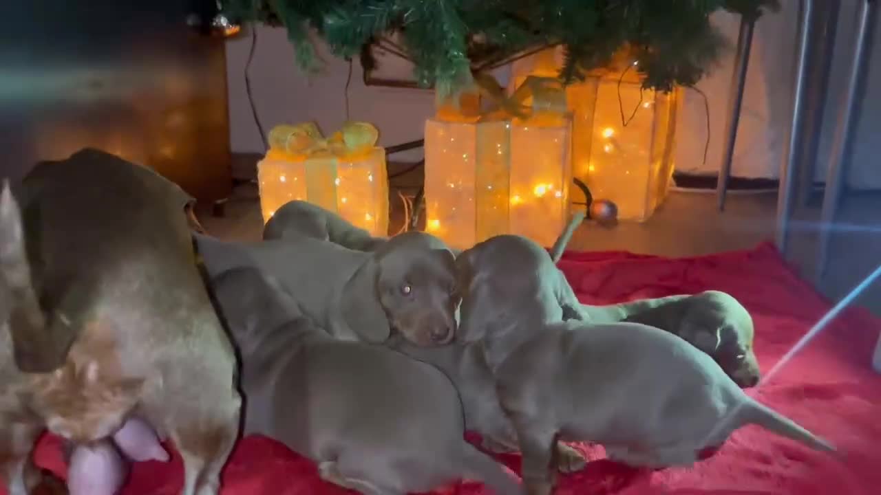 Miniature Dachshund dogs for sale: 6 Beautifull mini dachshunds - Video 2