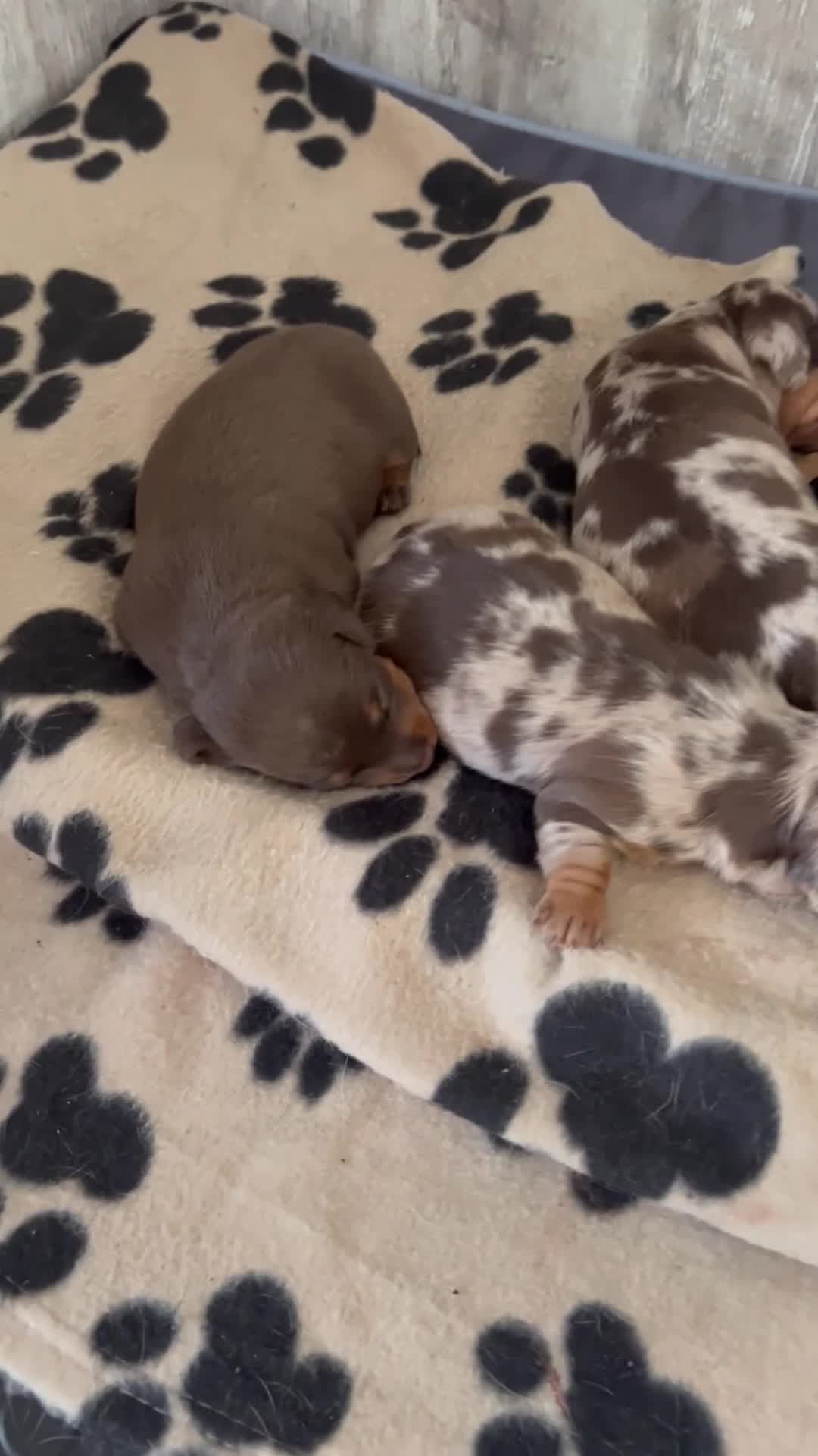 Miniature Dachshund dogs for sale: Miniature dachshunds smooth hairedKC REG PRA CLEAR - Video 1