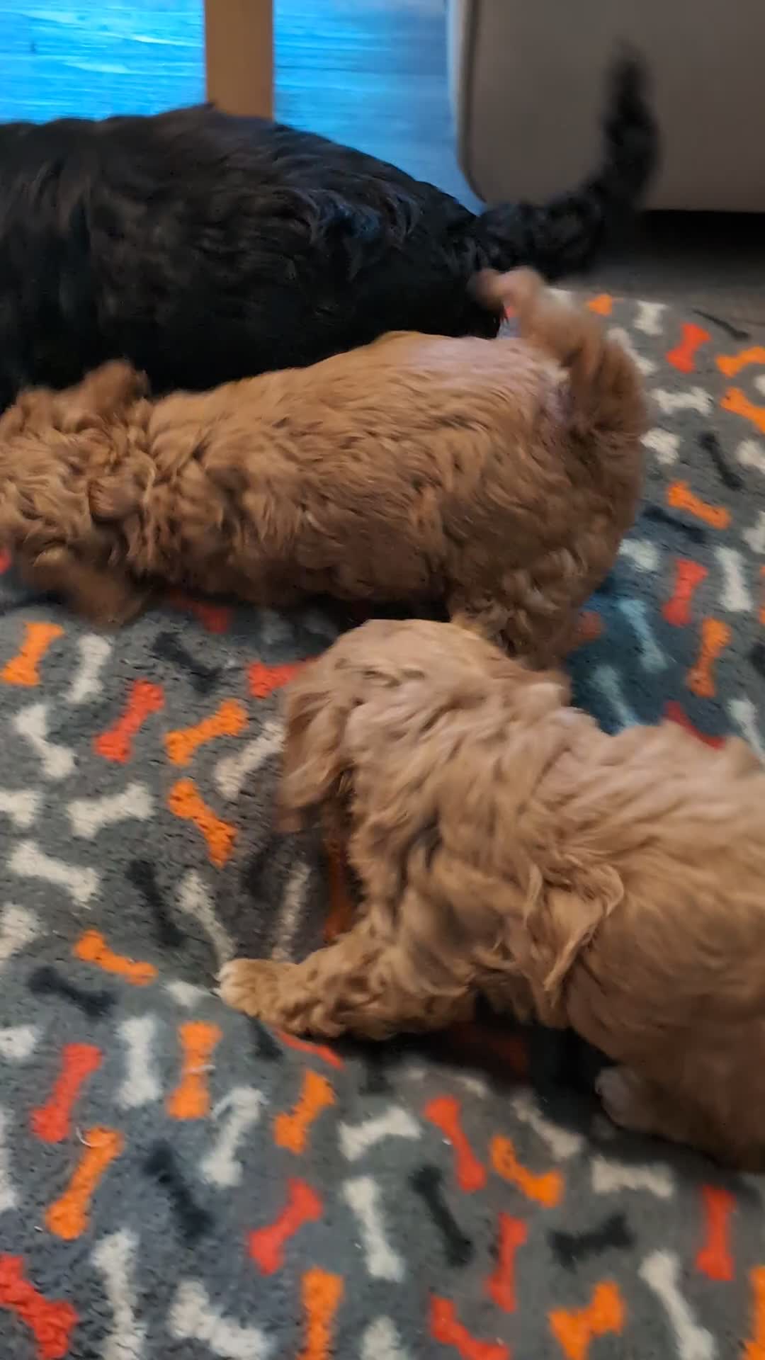 Lhasapoo dogs for sale: Female Lhasapoo for sale - Video 1