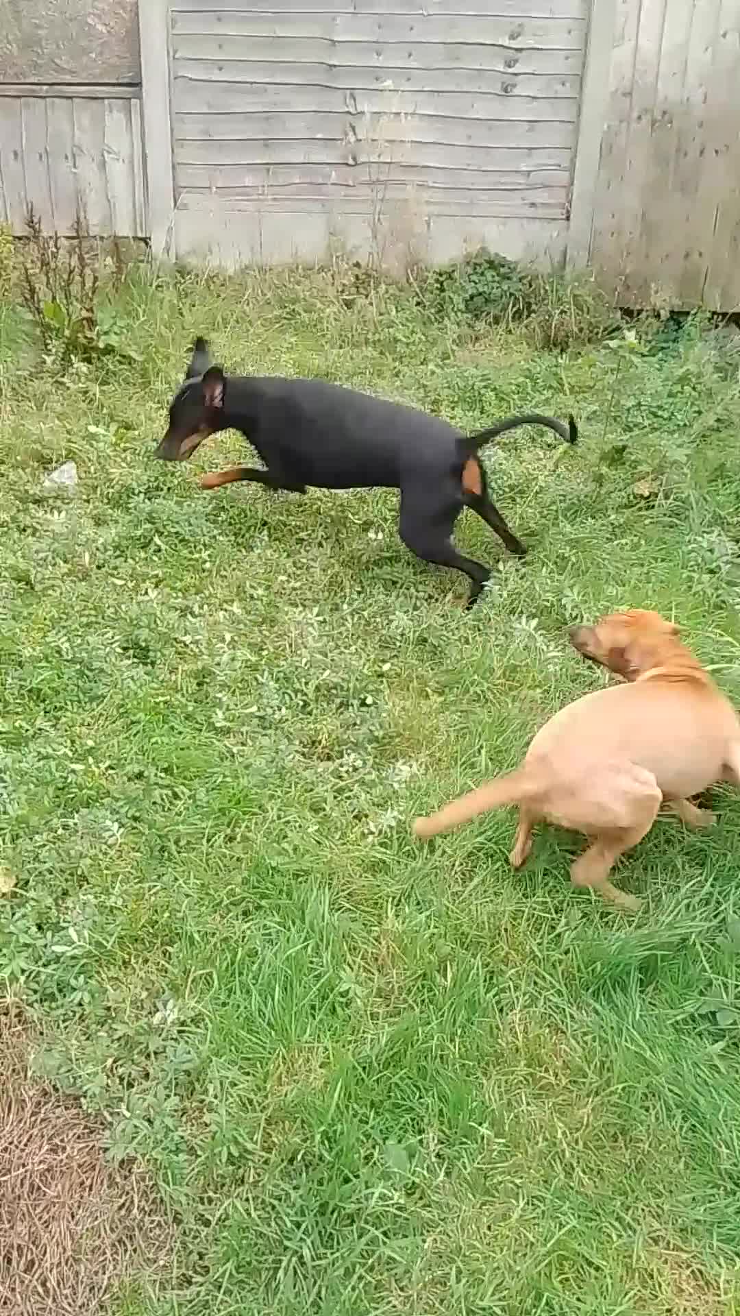 Dobermann dogs for sale: Tia the dobi - Video 1