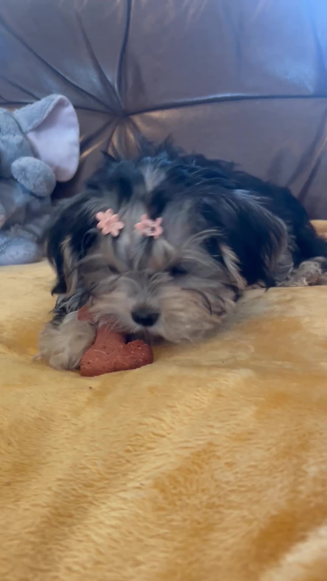 Morkie dogs for sale: Teacup Teddybear babies  - Video 1