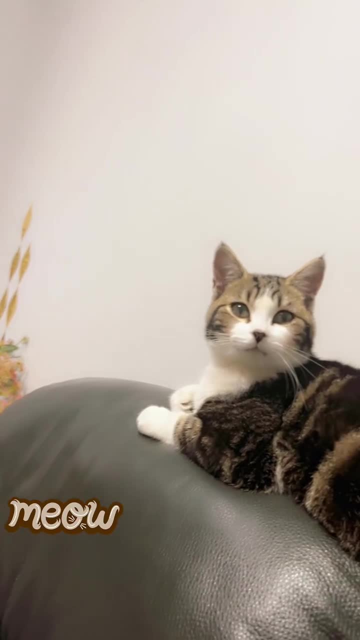 Mixed Breed cats for sale: Kitty cats  - Video 1