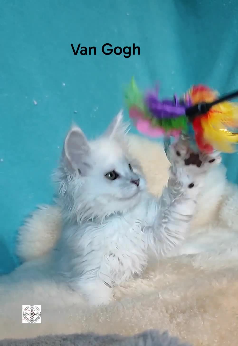 Maine Coon cats for sale: Unique maine coon kittens ❤️ - Video 3