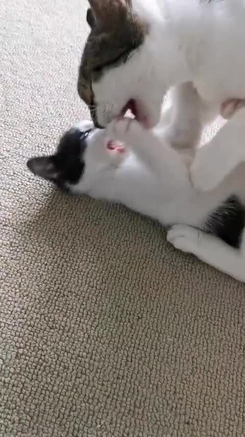 European cats for sale: A male kitten looking for loving home  - Video 1