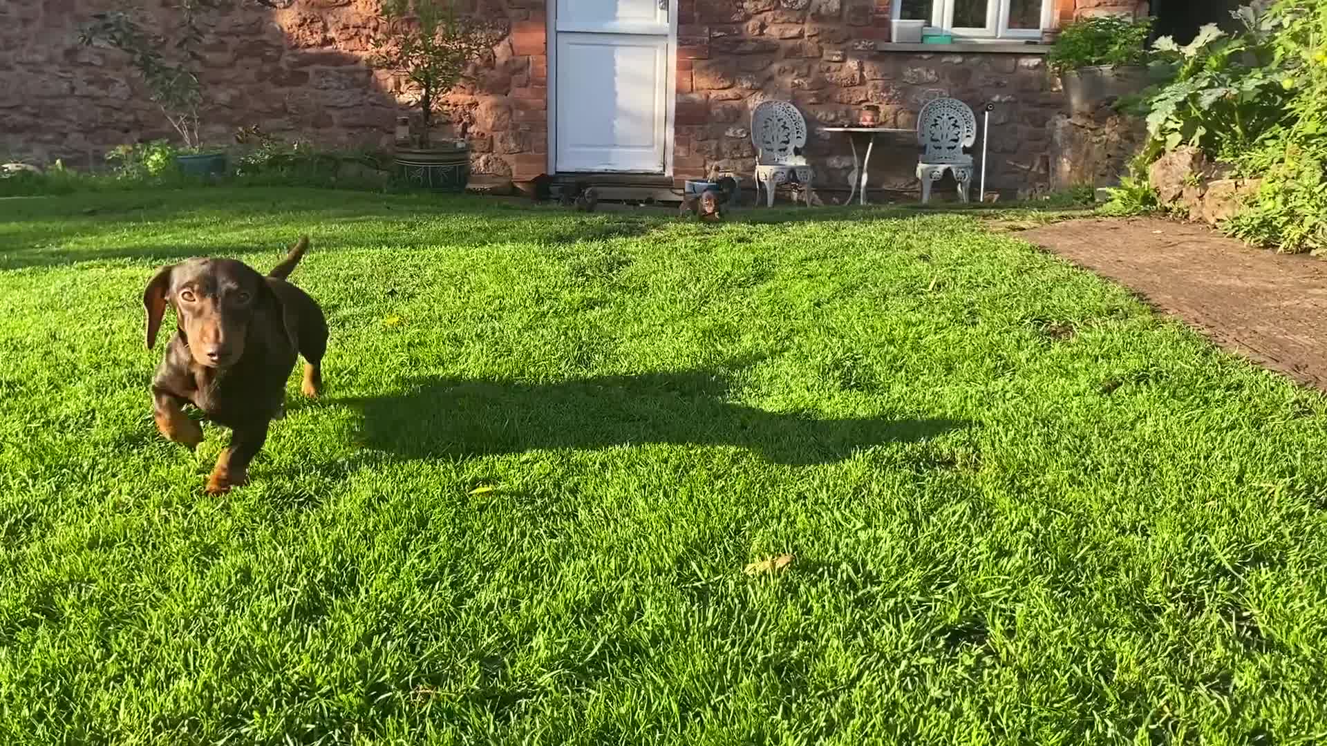 Dachshund dogs for sale: Miniature Dachshund Puppies ⭐️ only two left ⭐️ - Video 2