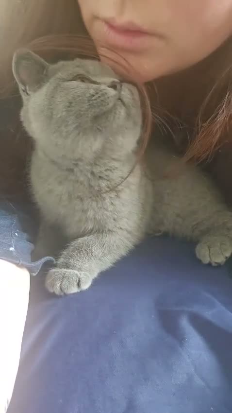 British Shorthair cats for sale: British Shorthair chunky girl - Video 2