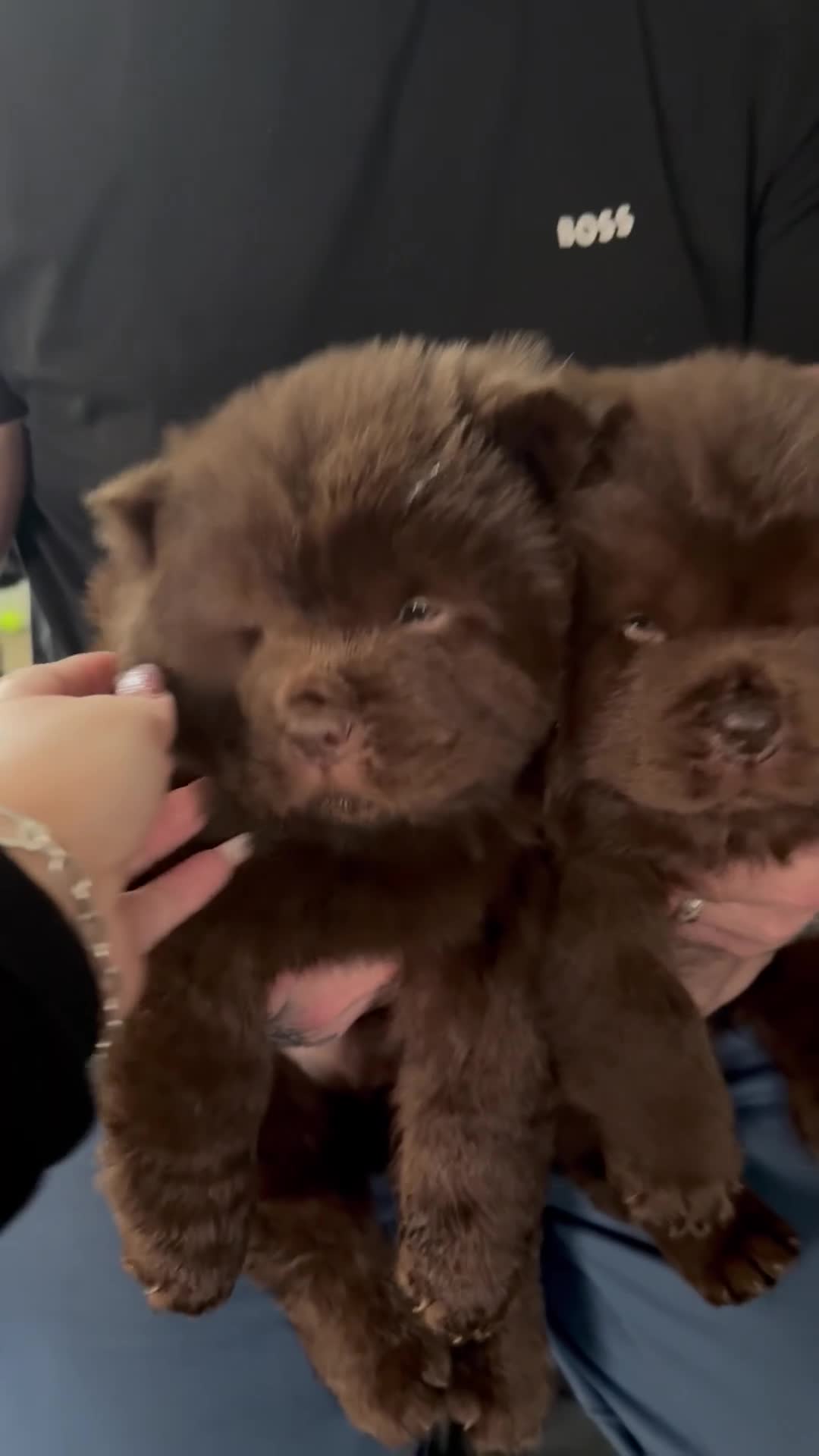 Chow Chow dogs for sale: (READY NOW) Chocolate chow chow female - Video 1