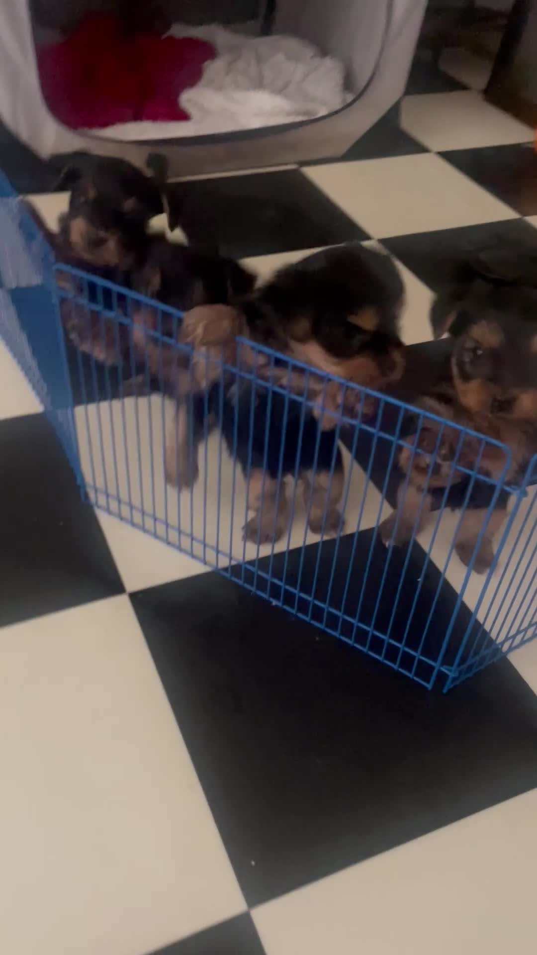Yorkshire Terrier dogs for sale: Yorkshire Terrier puppies 🐶  - Video 1