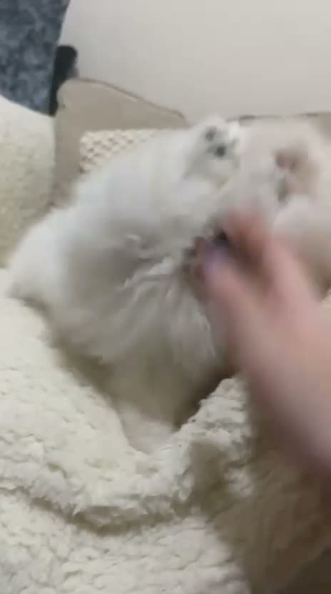 Pomeranian dogs for sale: Pomeranian puppies - Video 1