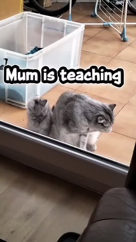 Mixed Breed cats for sale: Clever kittens need a new home  - Video 3