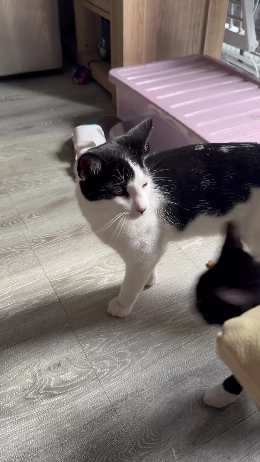 Mixed Breed cats for sale: 2 boys  - Video 1