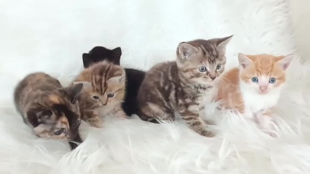 Mixed Breed cats for sale: Happy Healthy Playful Kittens - Video 1