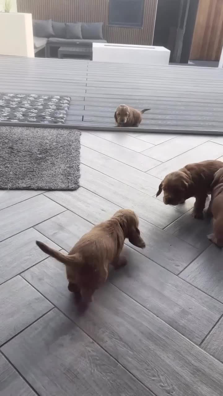 Cocker Spaniel dogs for sale: KC Reg show Type Cocker Spaniels VILLASPANIOL sire - Video 1