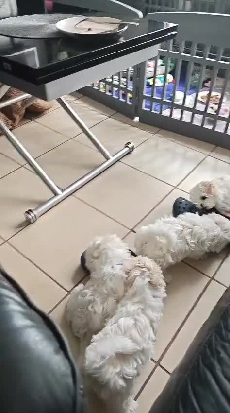 Maltese dogs for sale: 😍Tiny gorgeous Maltese puppies🥰  - Video 2