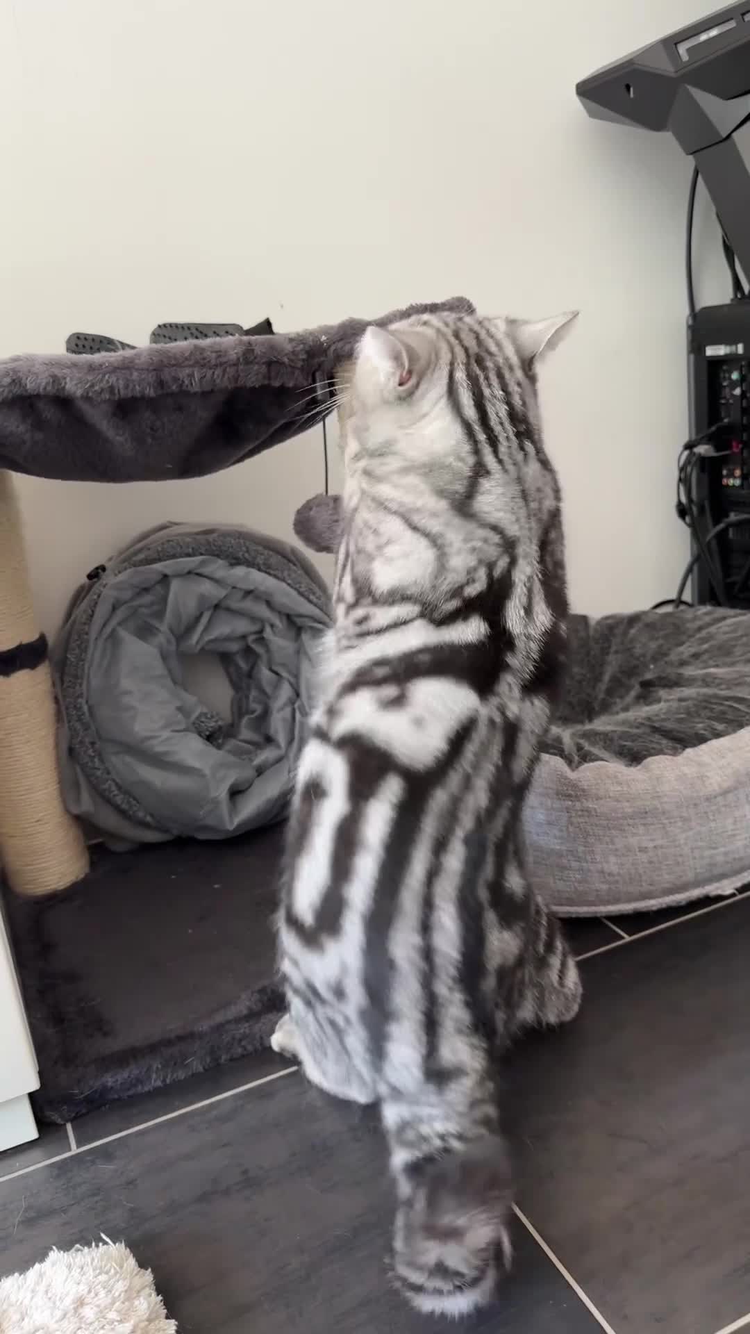 British Shorthair cats for sale: Silver Tabby British Shorthair - Video 2