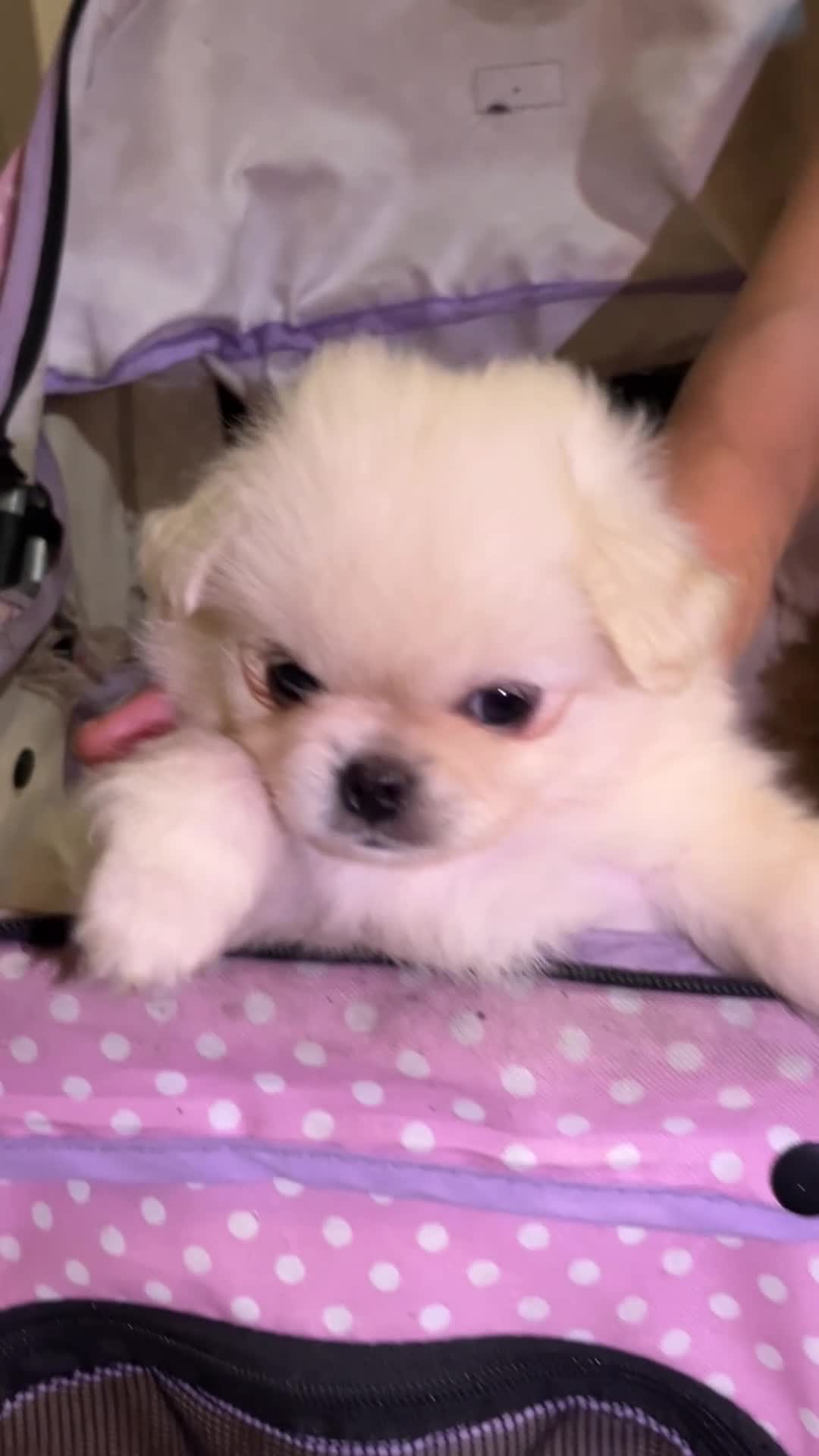 Mixed Breed dogs for sale: Adorable puppies for sale  - Video 1