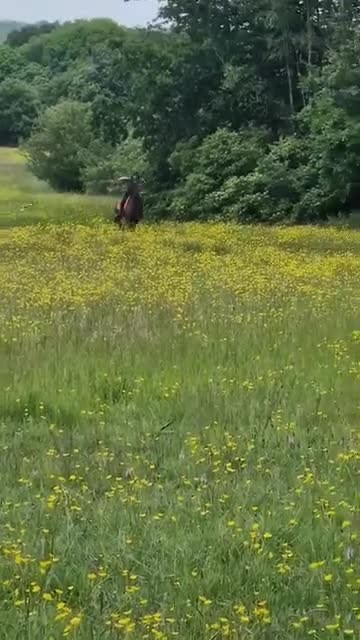 Irish Thoroughbred horses for sale: 15.1 9yo pretty bay mare  - Video 1