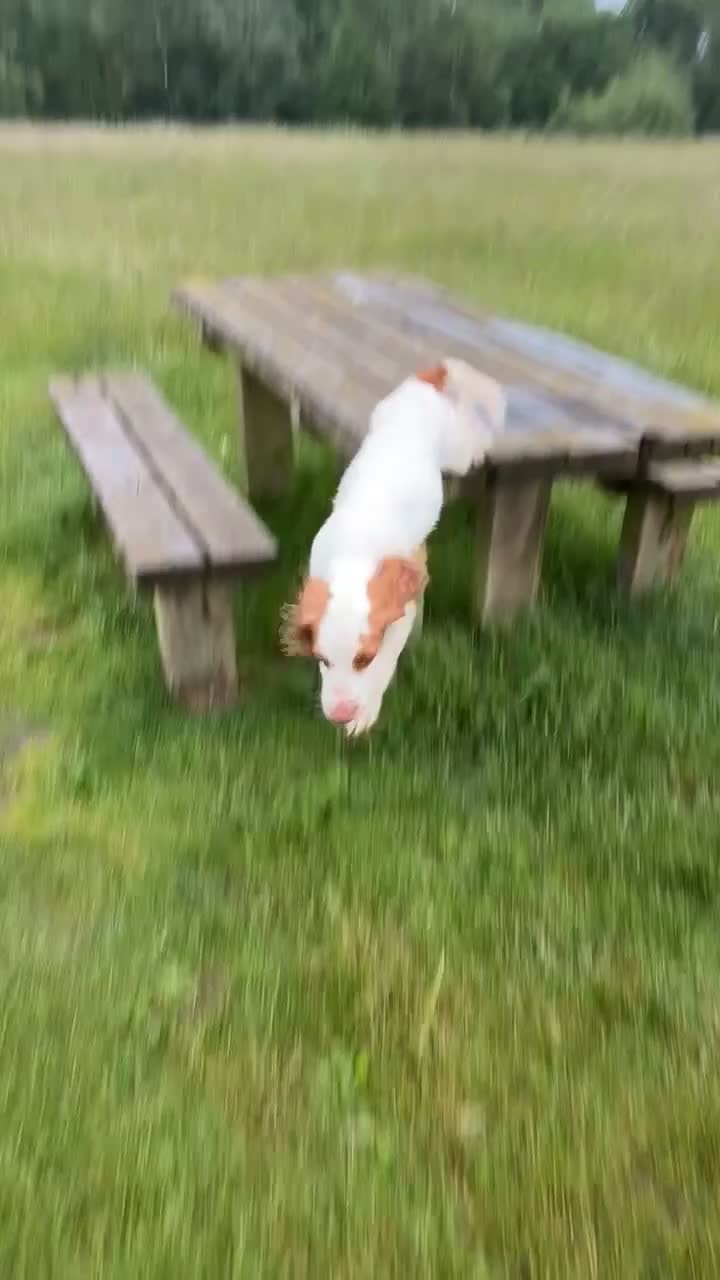 Cocker Spaniel dogs for sale: 7 month old cocker  in Sheffield - Video 1