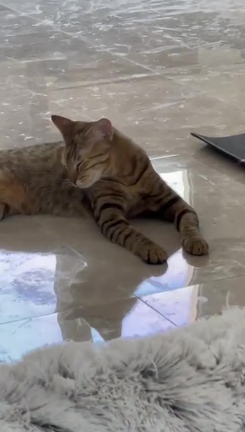 Arabian Mau cats for sale: Very special duo! - Video 5