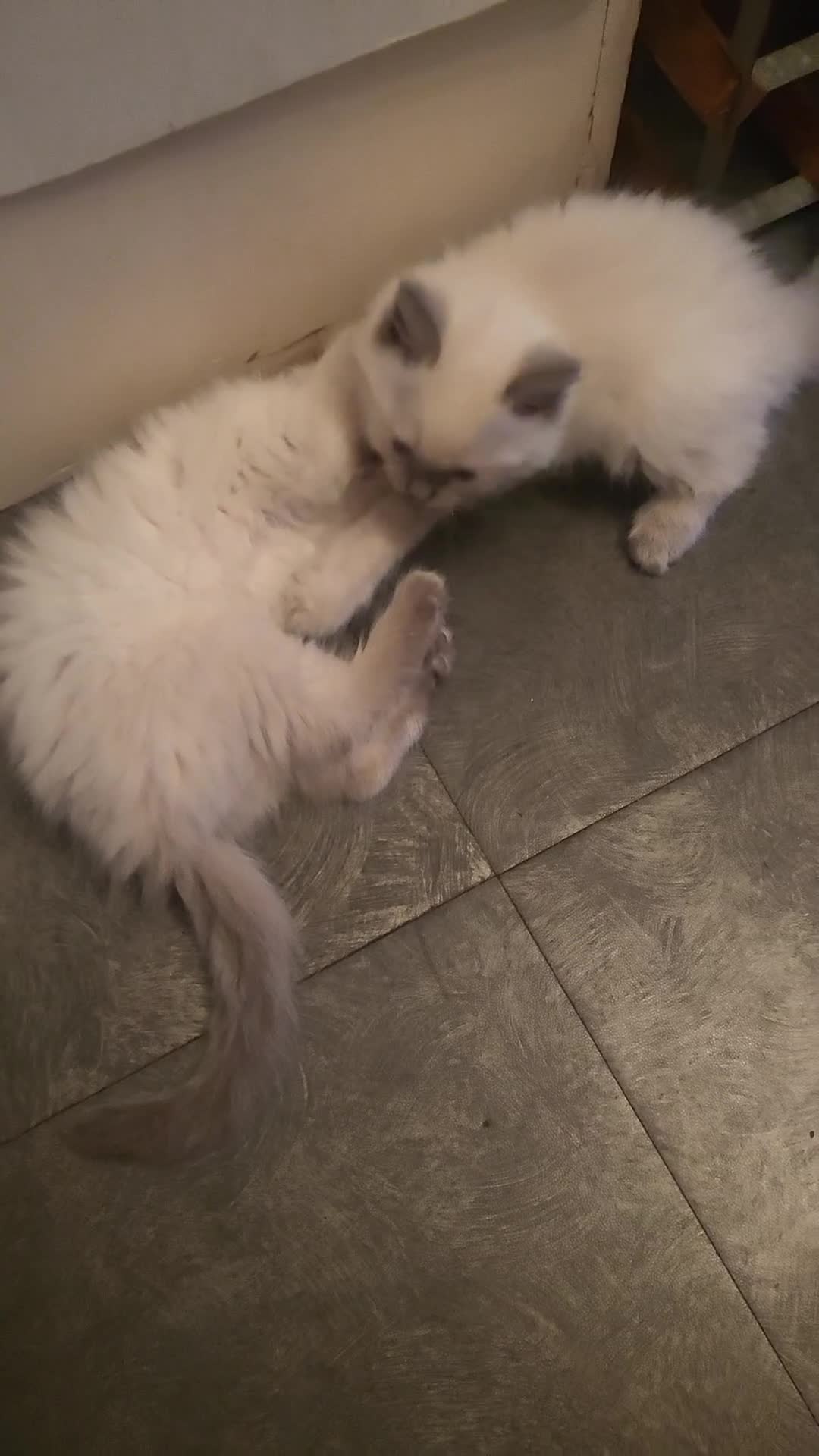 Ragdoll cats for sale: Adorable playful kittens for sale - Video 1