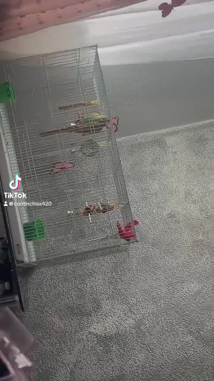 Parrots birds for sale: Indian ringneck - Video 1