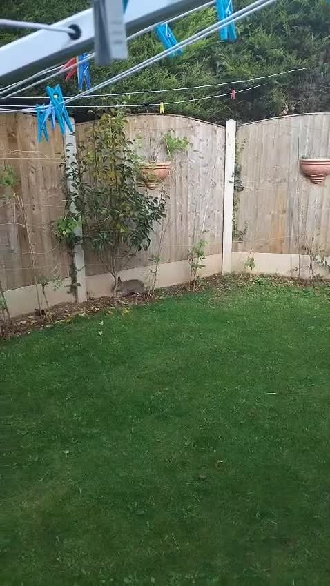 Netherland Dwarf rabbits for sale: Rehoming an adorable Netherland dwarf 🤍 - Video 1