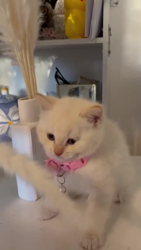 Mixed Breed cats for sale: Siamese cat mixed with full white cat  - Video 1