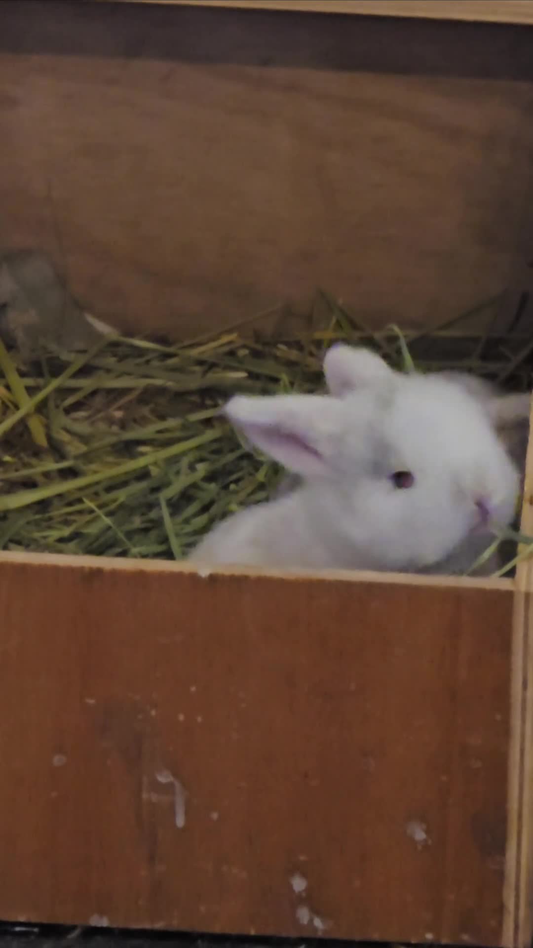 Mini Lop rabbits for sale: 2 gorgeous Mini lop baby girls  - Video 2