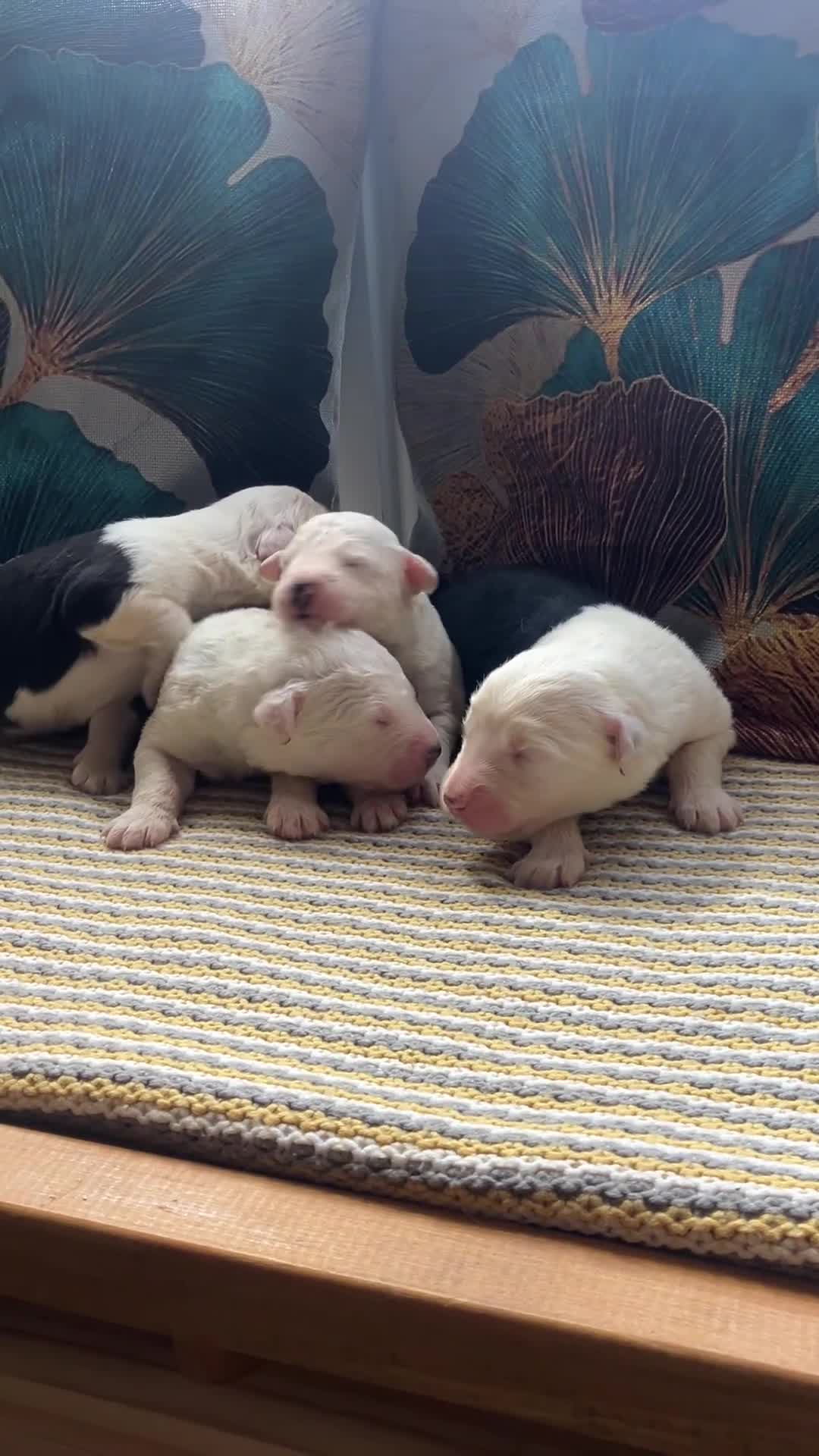 Old English Sheepdog dogs for sale: Kc Registered Old English Sheepdogs  - Video 1