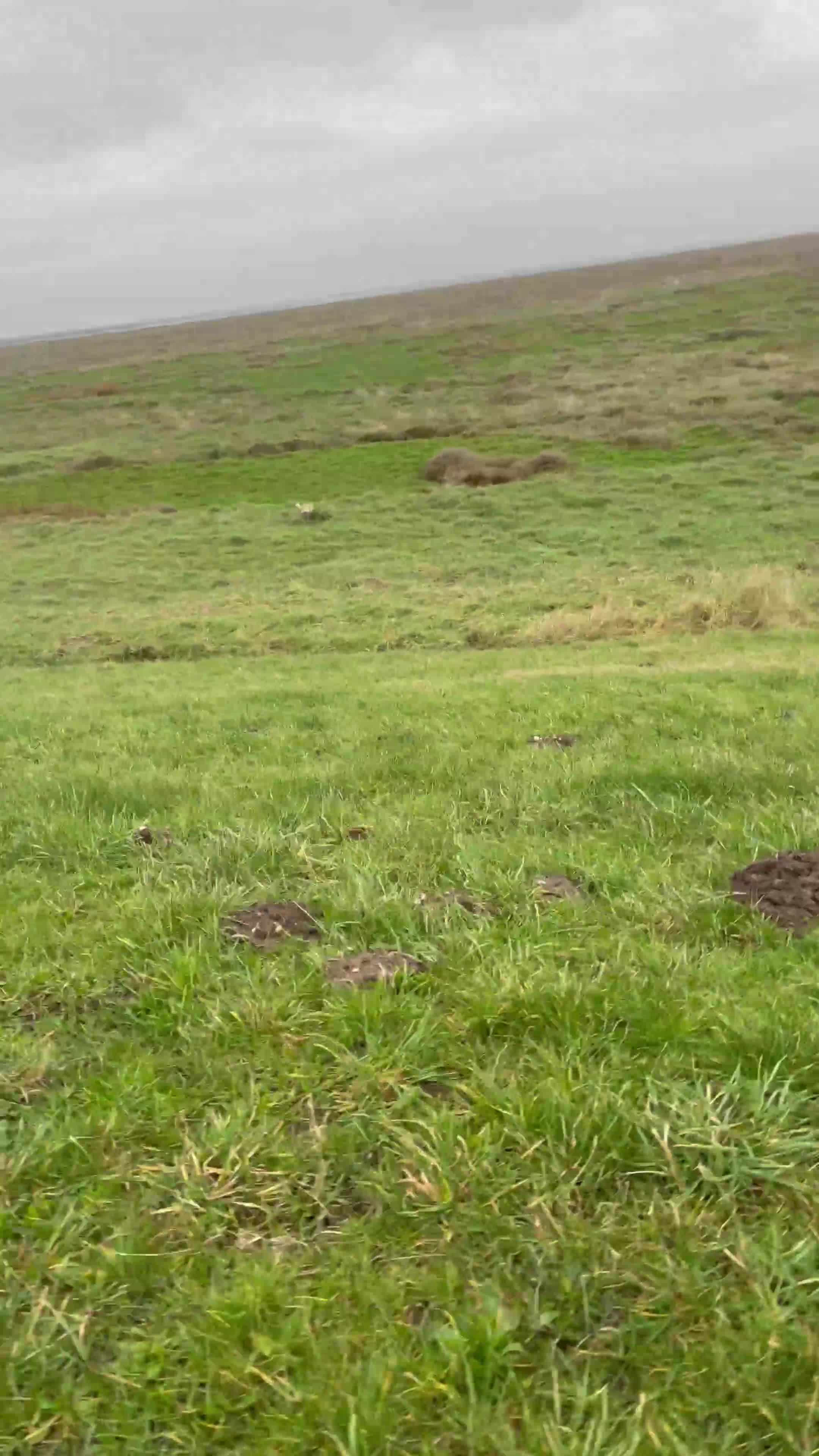 Mixed Breed dogs for sale: Belle the pomeagle - Video 2