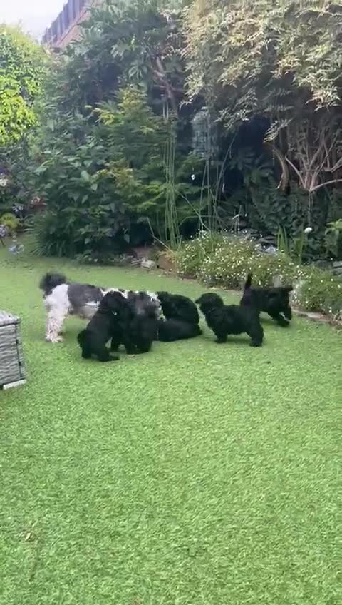 Mixed Breed dogs for sale: Cutest Havadoodles - Video 1