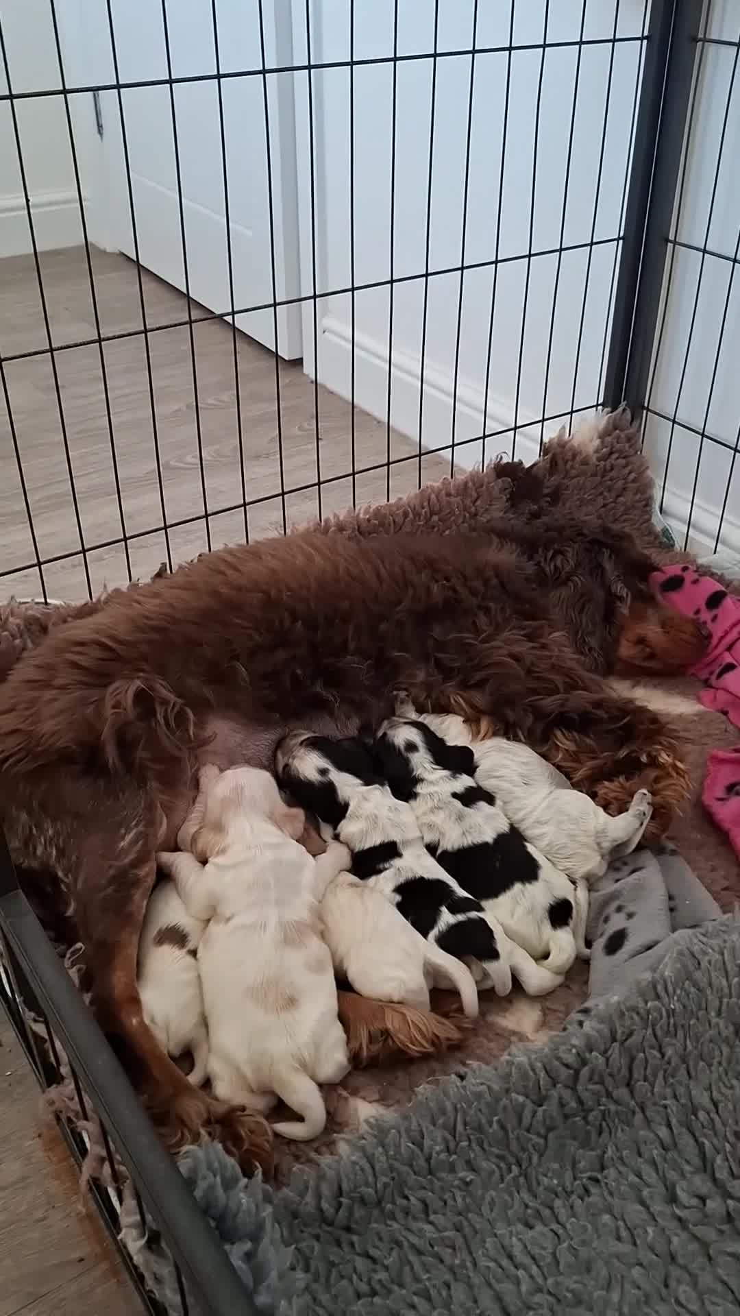 Cocker Spaniel dogs for sale: 6 KC Registered Cocker Spaniel Puppies For Sale  in Nottingham - Video 1