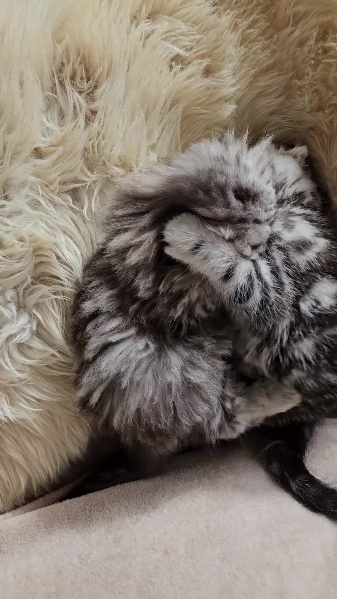 Scottish Fold cats for sale: Scotish fold beautiful kittens 😸  - Video 1