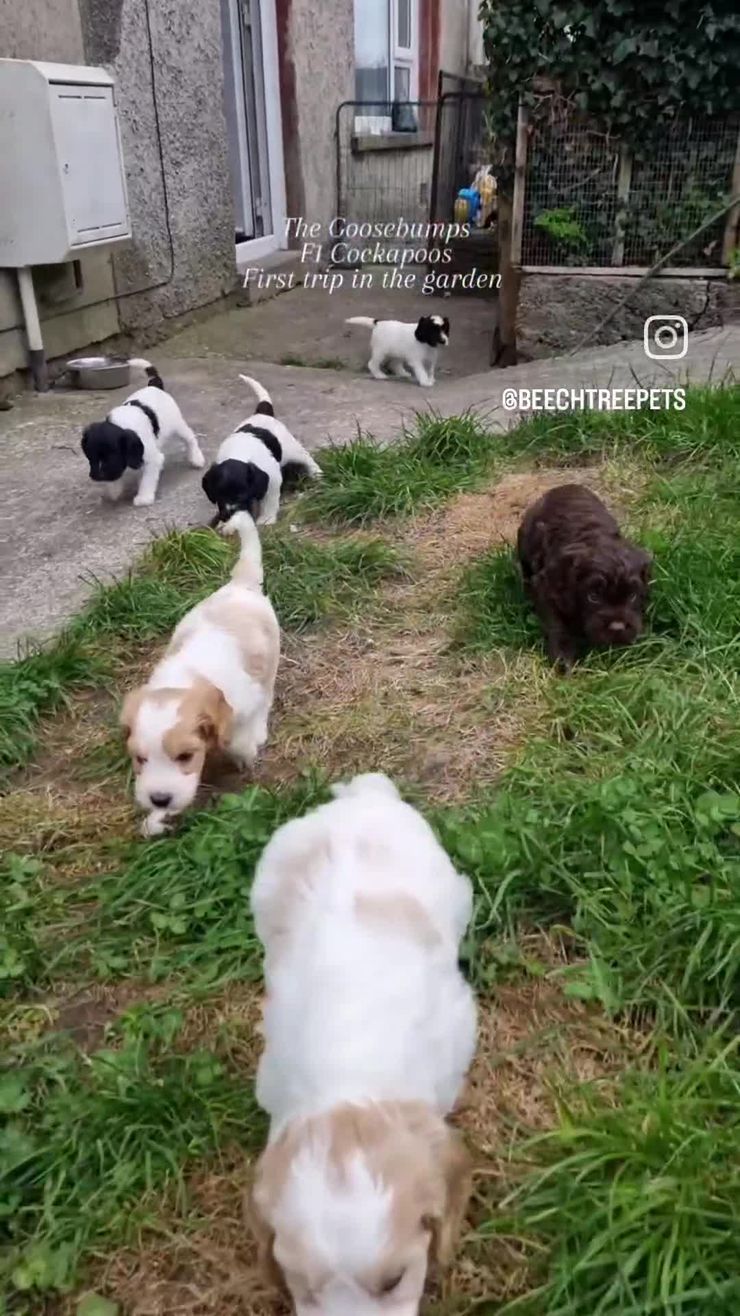Cockapoo dogs for sale: Bouncy black & white Cockapoo - Video 1