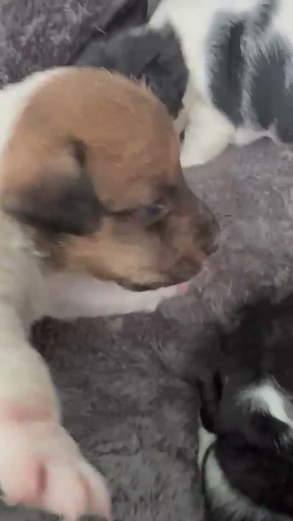 Jack Russell dogs for sale: Old fashioned Short legged jack russel docked tail in Windsor - Video 1