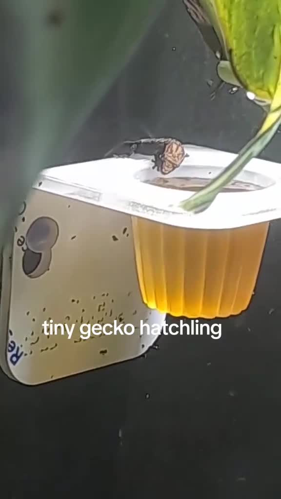 Gecko reptiles for sale: Mourning geckos. - Video 1