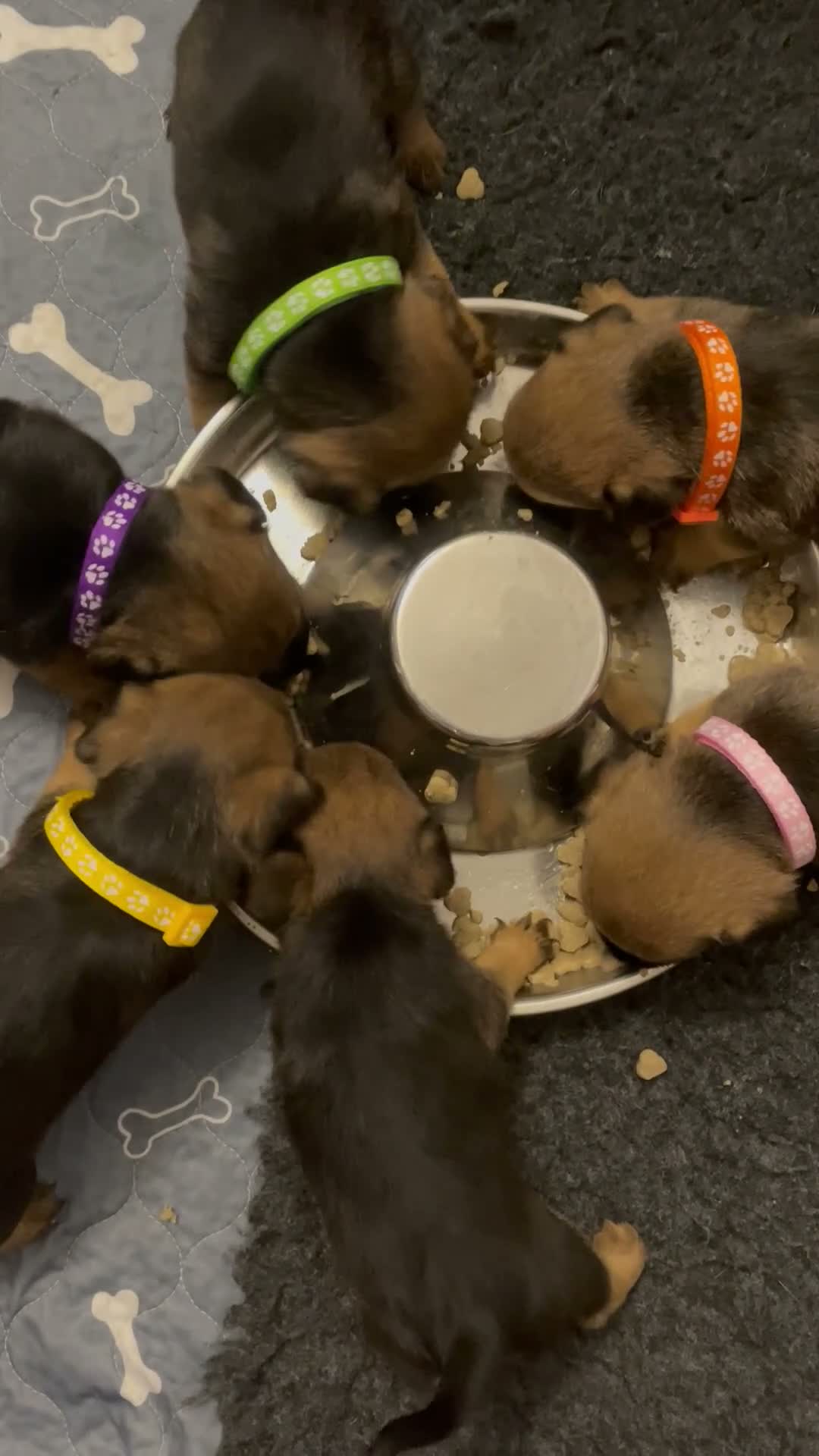 Border Terrier dogs for sale: 5 STAR Border terrier PUPS🌟 SLEM CLR/ KC REG SOLD - Video 1
