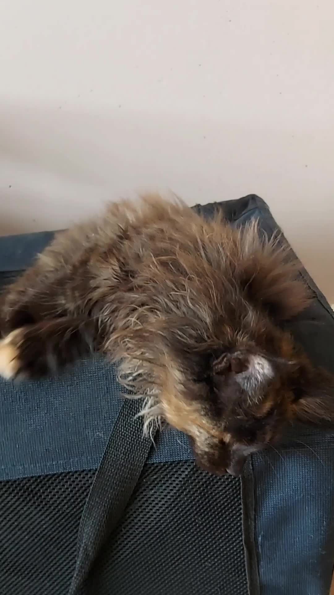 Maine Coon cats for sale: LAST GIRL!!!  MAINE COON KITTENS/DNA/GCCF  - Video 2