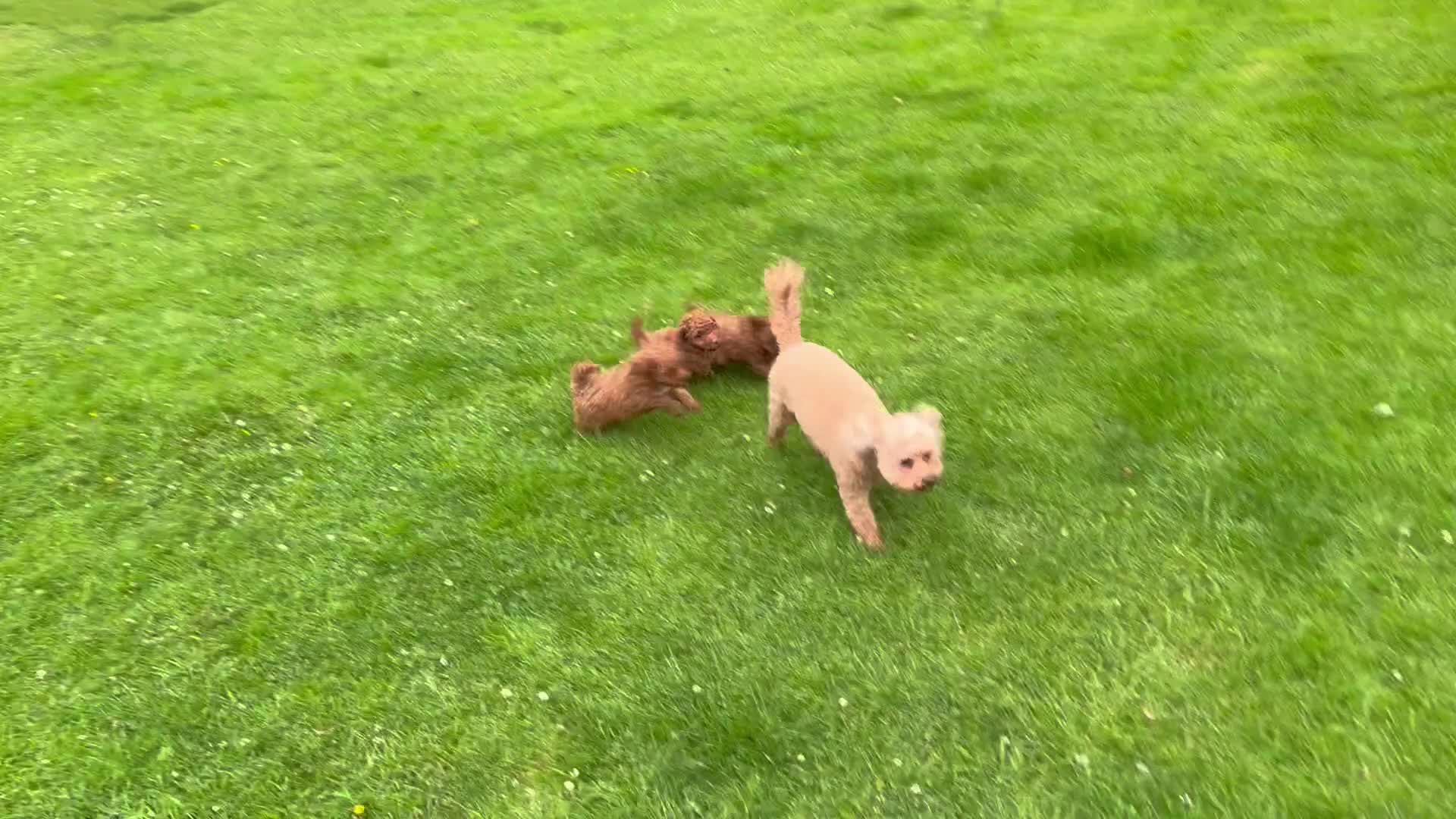 Cavapoochon dogs for sale: Gorgeous F1B Cavapoochon’s Fox Red available now. - Video 3