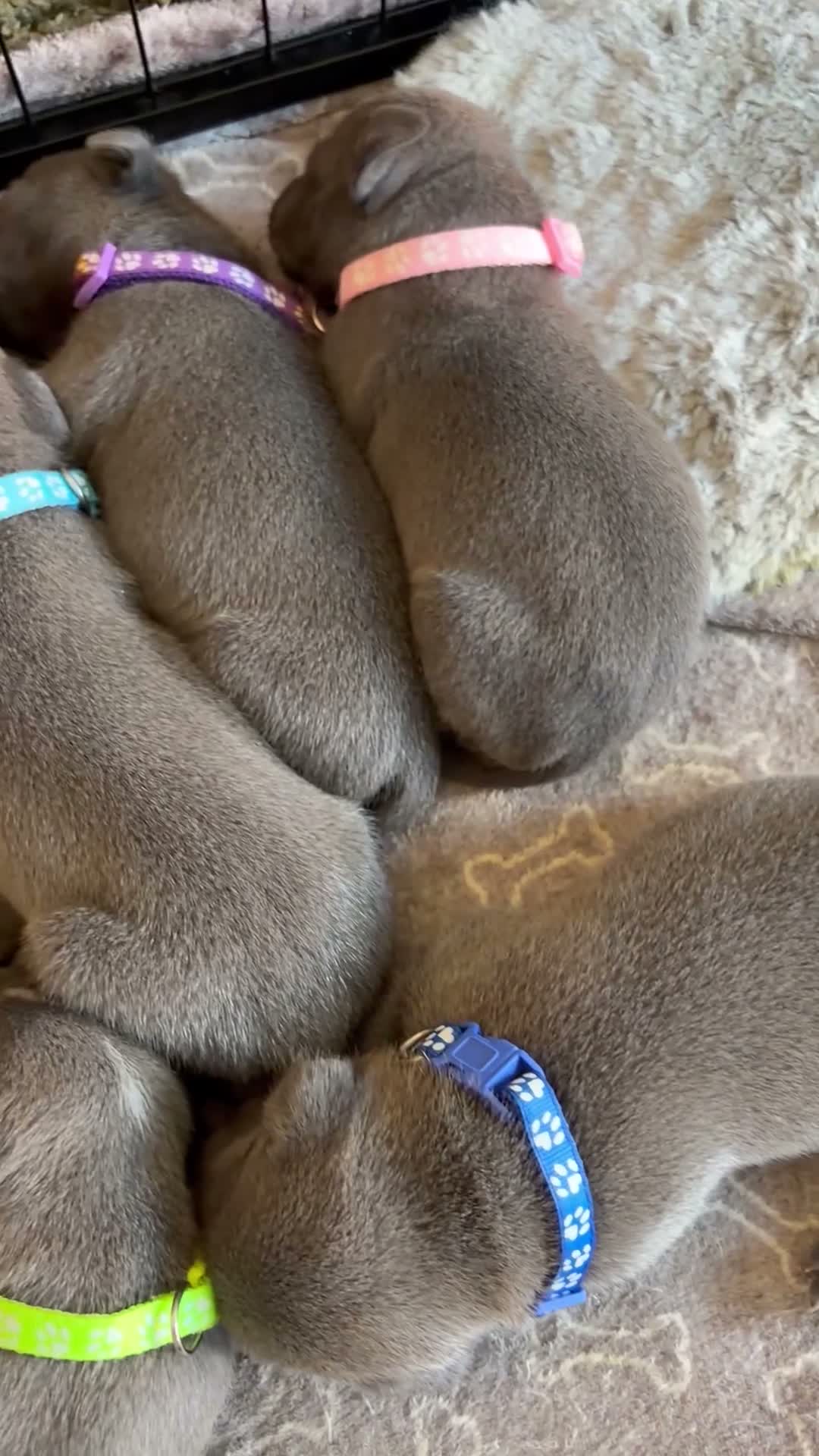 Staffordshire Bull Terrier dogs for sale: Blue Staffordshire bull terrier pups  in Hebburn - Video 1