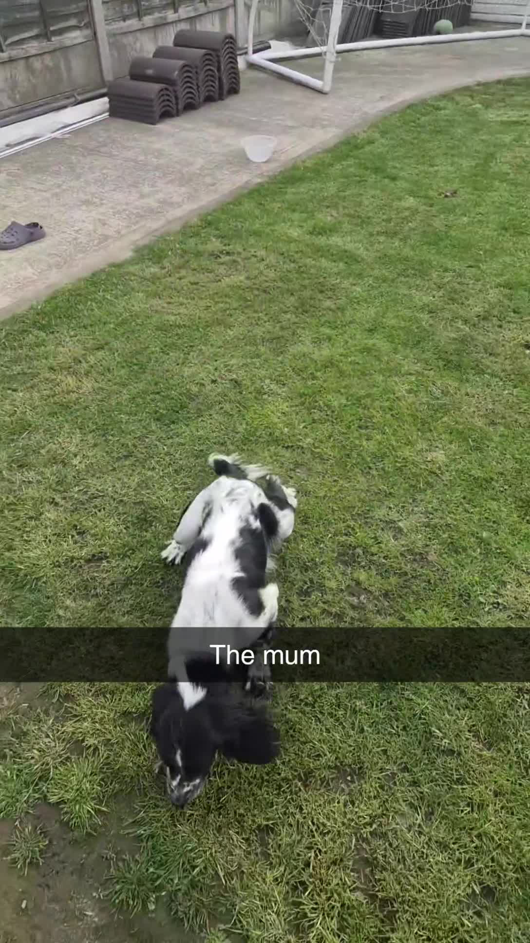 Cocker Spaniel dogs for sale: Cocker spaniel puppies - Video 1