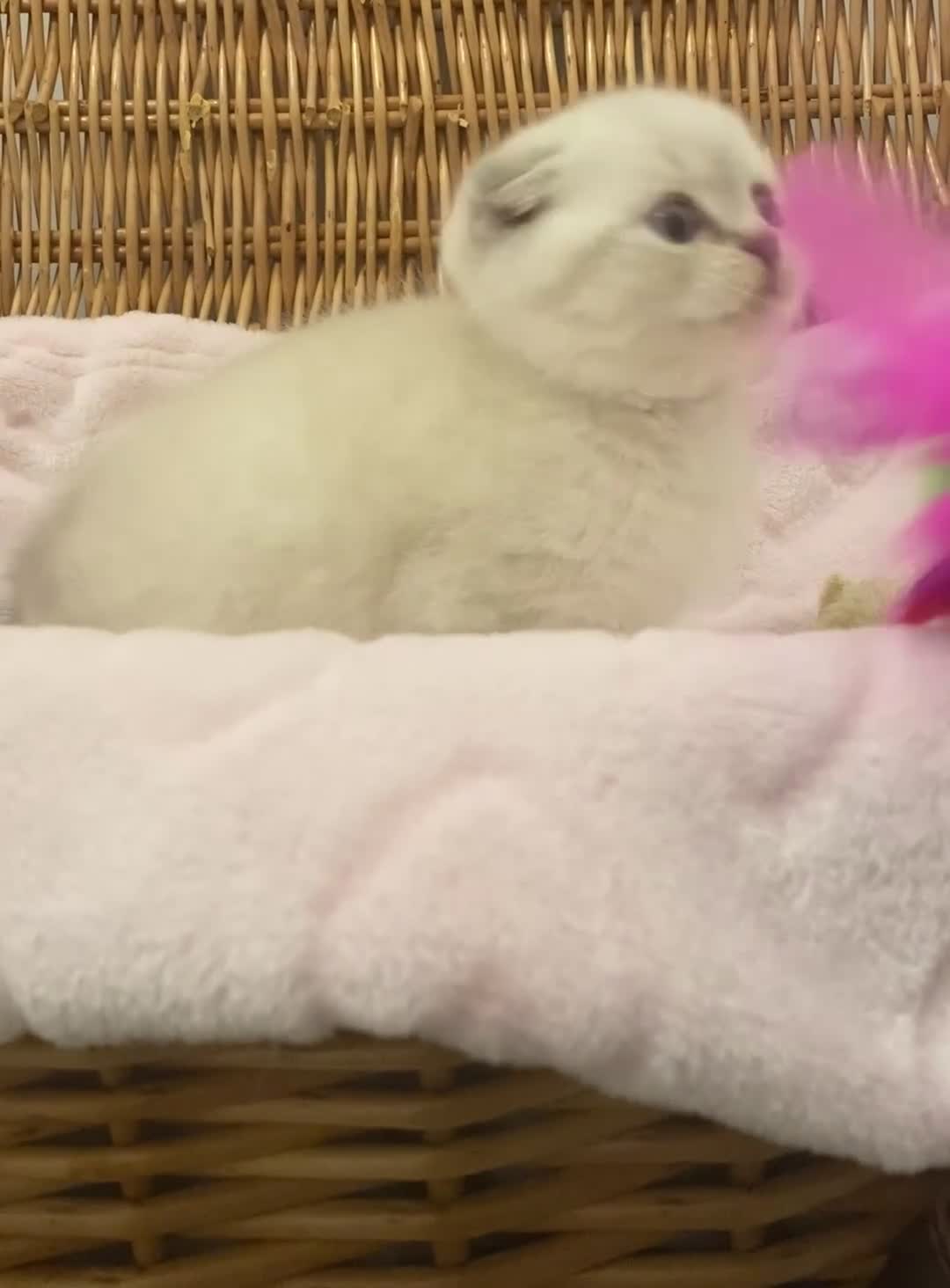 British Shorthair cats for sale: 🧸EXCEPTIONAL QUALITY PURE BREED BSH TEDDY BEARS🧸 - Video 4