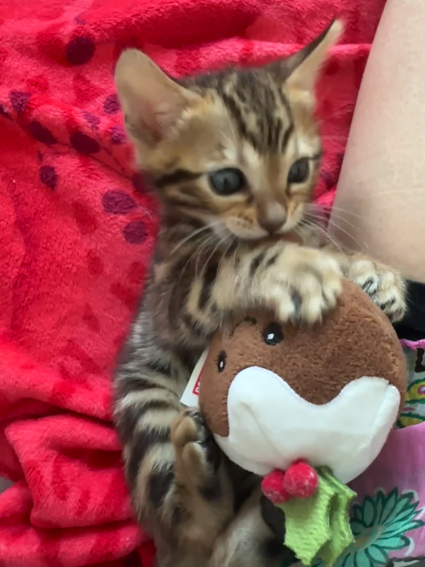 Bengal cats for sale: Baby pure bengal male  - Video 1