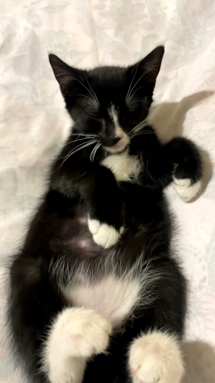 Domestic Shorthair cats for sale: 12-Week-Old Tuxedo Kitten (read description) - Video 2